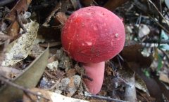 毒蘑菇顏色艷，一起煮大蒜會(huì)發(fā)黑？真的嗎？