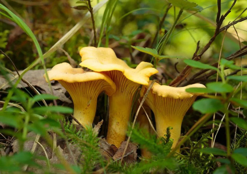 毒蘑菇顏色艷，一起煮大蒜會發(fā)黑？真的假的？